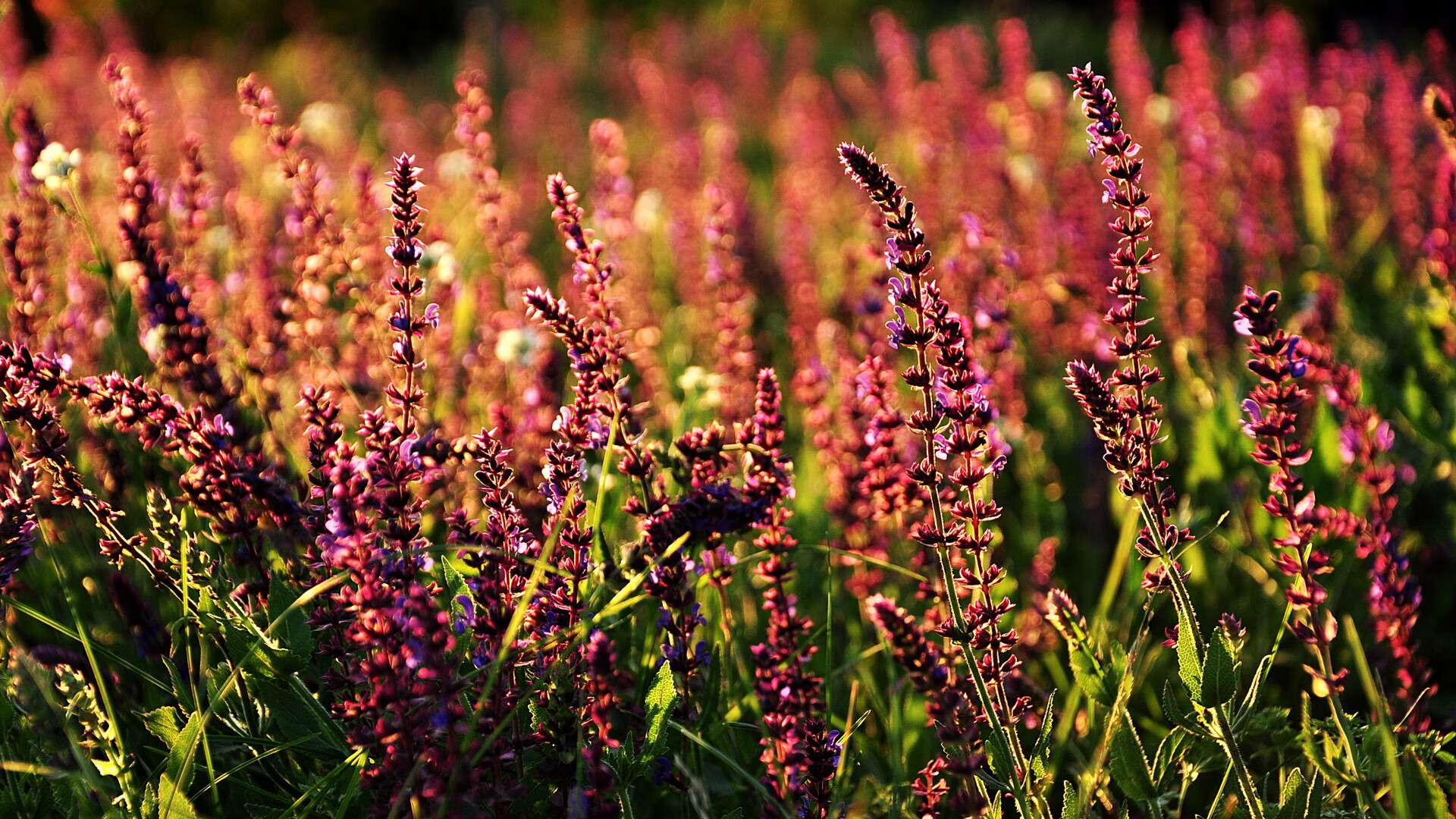 威尔士横扫勒沃库森，内马尔成为关键先生，一场跨界的足球奇迹